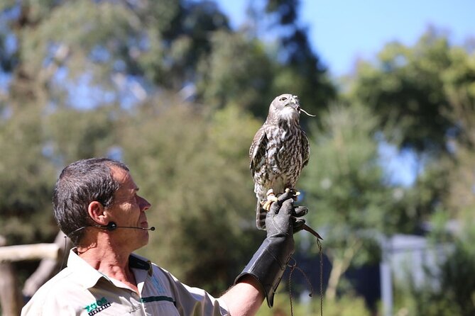 1 day Puffing Billy Steam Train and Wildlife Tour from Melbourne - Healesville Sanctuary in 90 minutes