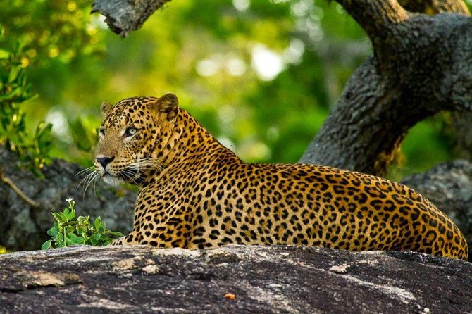 2 Day Tour of Yala & Ella with Hill Country Scenic Train Ride - All Inclusive - Rawana Falls adds a short nature stop
