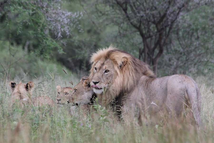 2 DAYS - MIKUMI PARK FROM DAR ES SALAAM BY LUXURY TRAIN - Why Mikumi works for a two-day safari