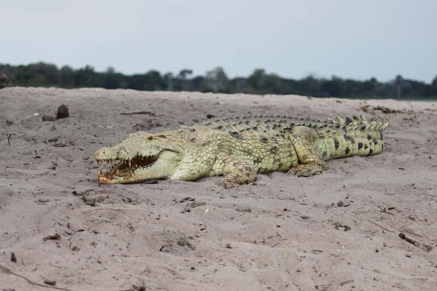 2 DAYS - MIKUMI PARK FROM DAR ES SALAAM BY LUXURY TRAIN - What the luxury train adds