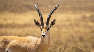 2 DAYS – MIKUMI PARK FROM DAR ES SALAAM BY LUXURY TRAIN