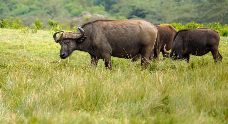 2 DAYS - MIKUMI PARK FROM DAR ES SALAAM BY LUXURY TRAIN - The main game drive from 9:00 to 5:00