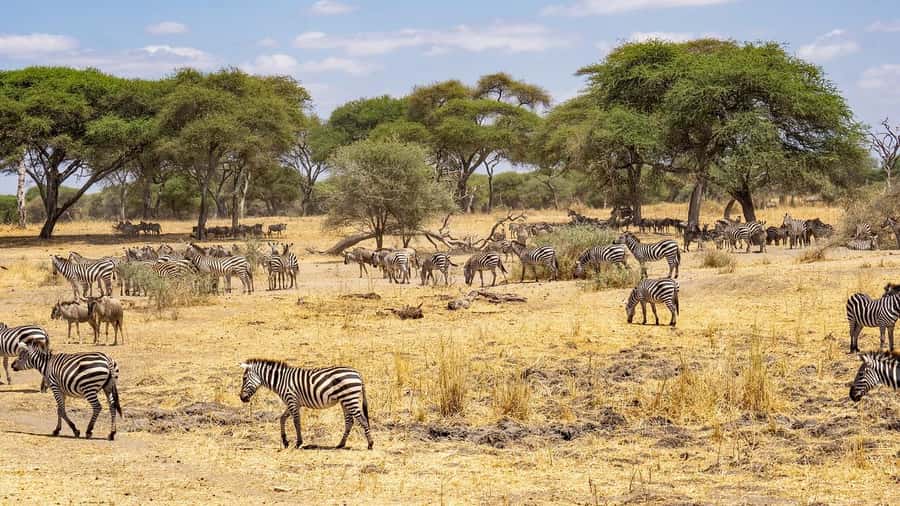 2 DAYS - MIKUMI PARK FROM DAR ES SALAAM BY LUXURY TRAIN - Bush lunch and a full day outside