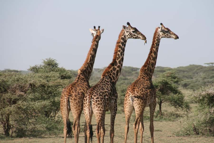 2 DAYS - MIKUMI PARK FROM DAR ES SALAAM BY LUXURY TRAIN - What the $396 price really covers