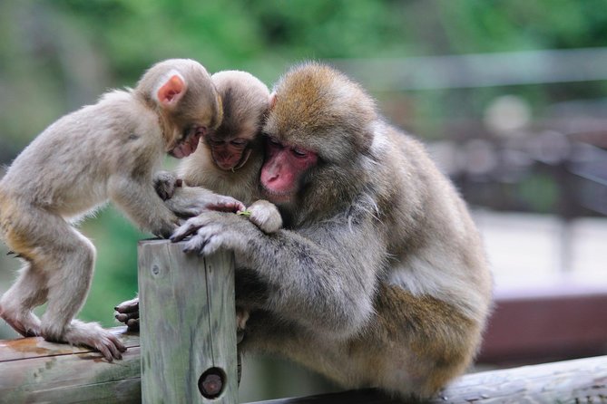 3-Day Private Tokyo and Nagano: Snow Monkeys, Tsukiji Market and Bullet Train - Who should book this three-day route?