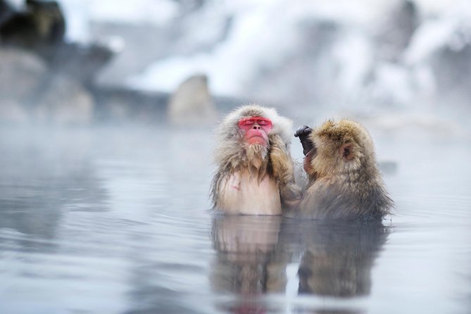 3-Day Private Tokyo and Nagano: Snow Monkeys, Tsukiji Market and Bullet Train - The long walk to Jigokudani Snow Monkey Park