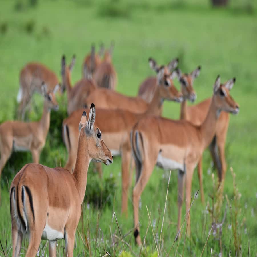 3 Days / 2 Nights Mikumi Safari by SGR Train from Zanzibar - The essentials at a glance