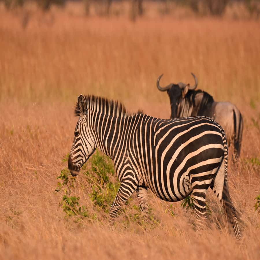 3 Days / 2 Nights Mikumi Safari by SGR Train from Zanzibar - Why Mikumi works well from Zanzibar