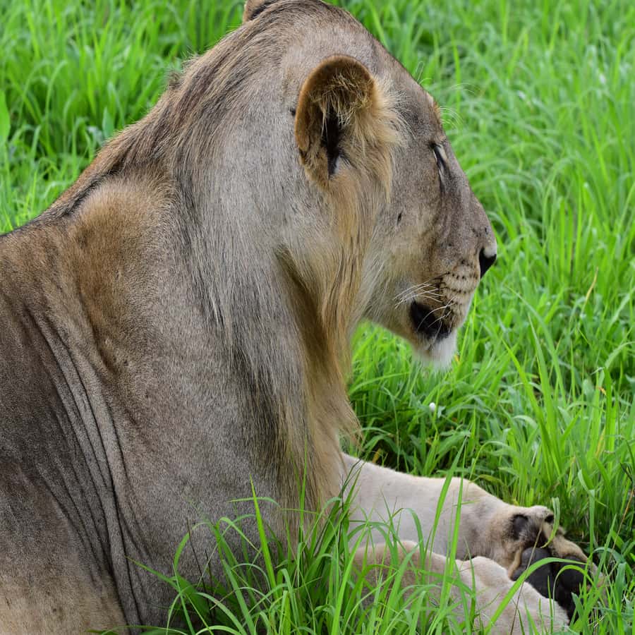 3 Days / 2 Nights Mikumi Safari by SGR Train from Zanzibar - Day two: a full Mikumi game drive