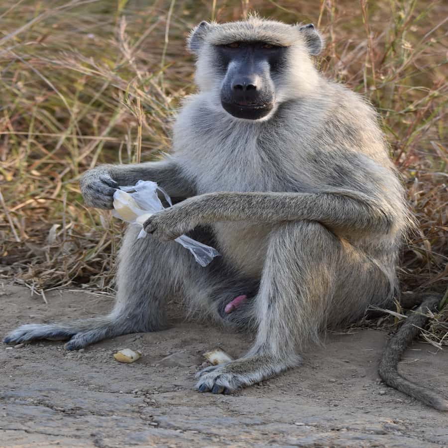 3 Days / 2 Nights Mikumi Safari by SGR Train from Zanzibar - Day three: back to Zanzibar by train and ferry