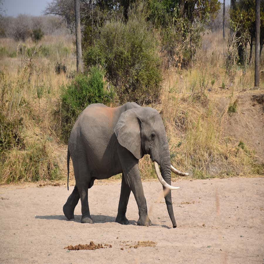 3 Days / 2 Nights Mikumi Safari by SGR Train from Zanzibar - What the $700 price really covers