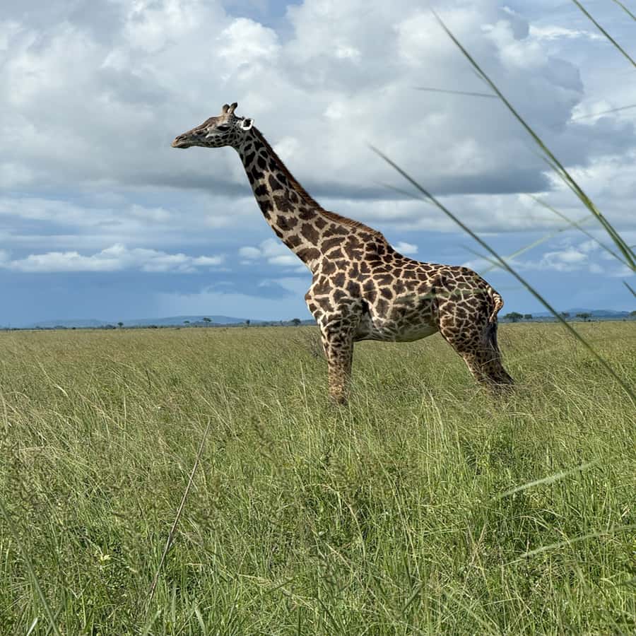 3 Days / 2 Nights Mikumi Safari by SGR Train from Zanzibar - Who should book this safari?