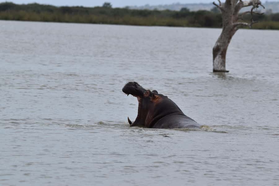 3 Days / 2 Nights Mikumi Safari by SGR Train from Zanzibar - FAQ