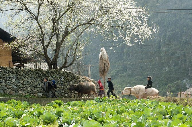 3 Days Sapa Tour with Night Train from Hanoi - How the tour handles transport and group size