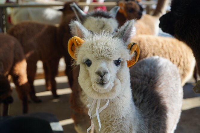 Alpaca, Nami, Eobi with Rail Bike or Strawberry - Why this makes a good winter day from Seoul