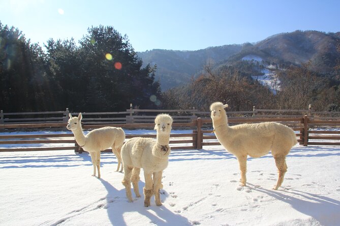 Alpaca, Nami, Eobi with Rail Bike or Strawberry - Meeting alpacas in a forest setting