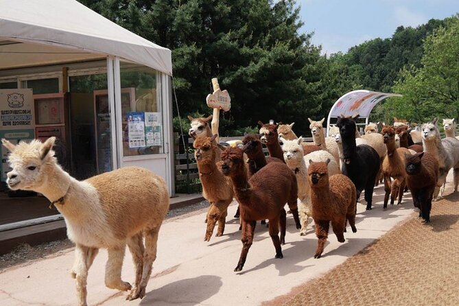 Alpaca World and Nami Island with Gangchon Rail Bike Tour - How the schedule feels in real life