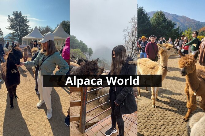 Alpaca World with Gangchon Rail Park One Day Tour - What the $86.20 price really covers