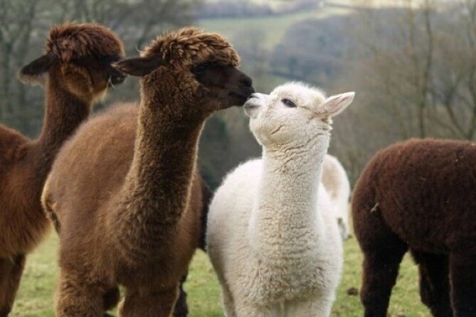 Alpaca World with Gangchon Rail Park One Day Tour - Weather, fitness, and practical planning
