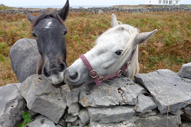 Aran Islands Scenic Flight and Galway Rail Tour from Dublin - Free time in Galway before the evening train