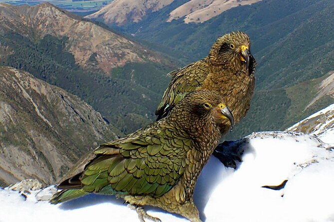 Arthur's Pass and TranzAlpine Train Day Tour from Christchurch - Devil’s Punchbowl and the walking options