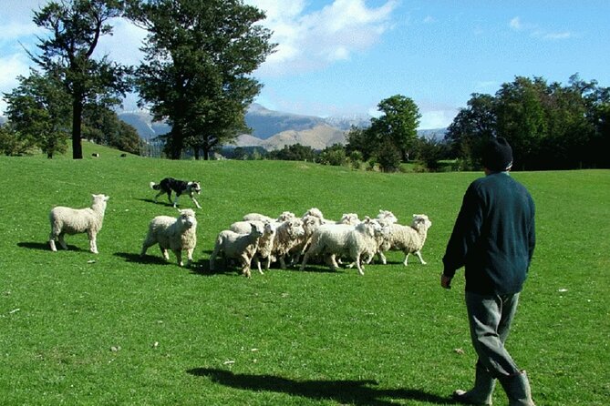 Arthur's Pass and TranzAlpine Train Day Tour from Christchurch - Toby Hill Farm and the sheepdog demonstration