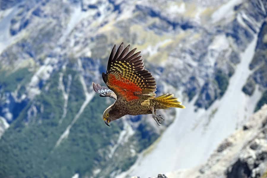Arthur's Pass: TranzAlpine Train and Castle Hill Day Tour - Key points at a glance