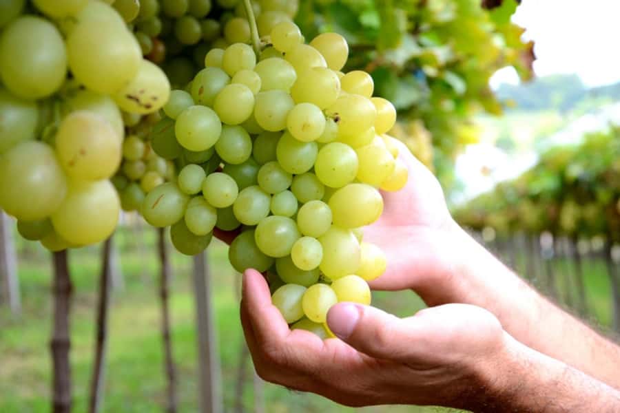Canela/Gramado: South Wineries, Wine Train, & Italian Park - Five things to know before you book