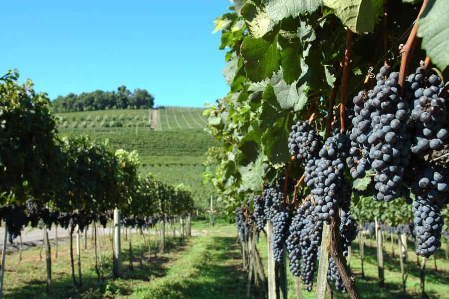 Canela/Gramado: South Wineries, Wine Train, & Italian Park - From Gramado to Bento Gonçalves, a long road into wine country