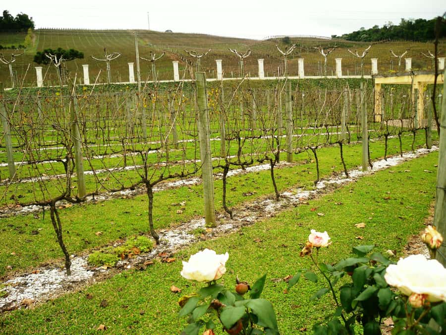Canela/Gramado: South Wineries, Wine Train, & Italian Park - Italian Epic Park and its nine full-size scenes