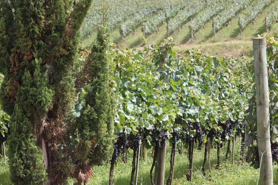 Canela/Gramado: South Wineries, Wine Train, & Italian Park - Planning the day without preventable trouble