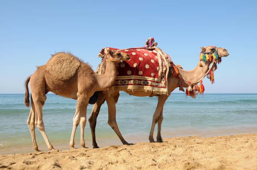 Casablanca to Tangier Guided Day Trip By High-Speed Train - Entering Tangier’s Medina and market lanes
