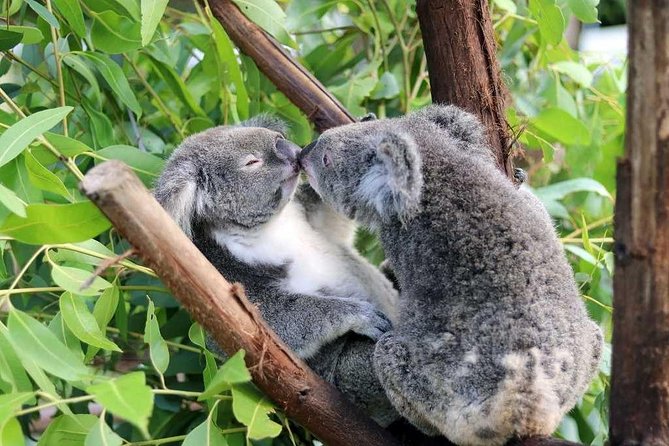 Classic Kuranda by Skyrail and Scenic Railway, Rainforestation & lunch. CKB - Why this Kuranda day trip works
