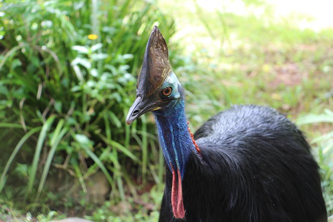 Classic Kuranda by Skyrail and Scenic Railway, Rainforestation & lunch. CKB - Rainforestation: the heart of the day