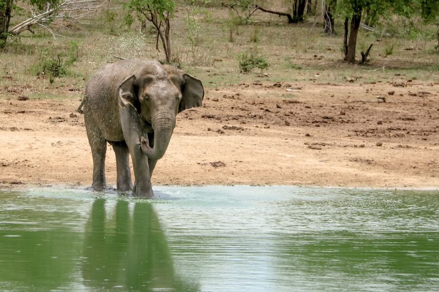 Colombo/Negombo: Sigiriya, Kandy, Ella 3-Day Trip with Train - Should you book the Sigiriya, Kandy, and Ella trip?
