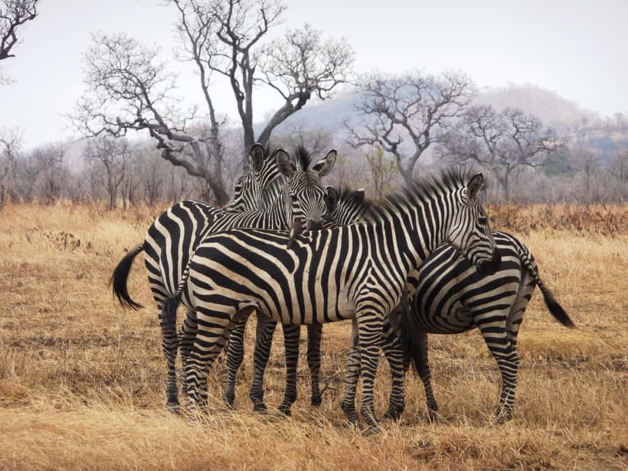 Dar es Salaam: Mikumi National Park Day Trip with Train Ride - The essential facts at a glance