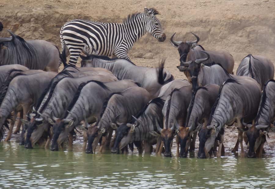 Dar es Salaam: Mikumi National Park Day Trip with Train Ride - Four and a half hours among Mikumi’s wildlife
