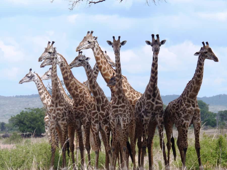 Dar es Salaam: Mikumi National Park Day Trip with Train Ride - What the $400 price really buys