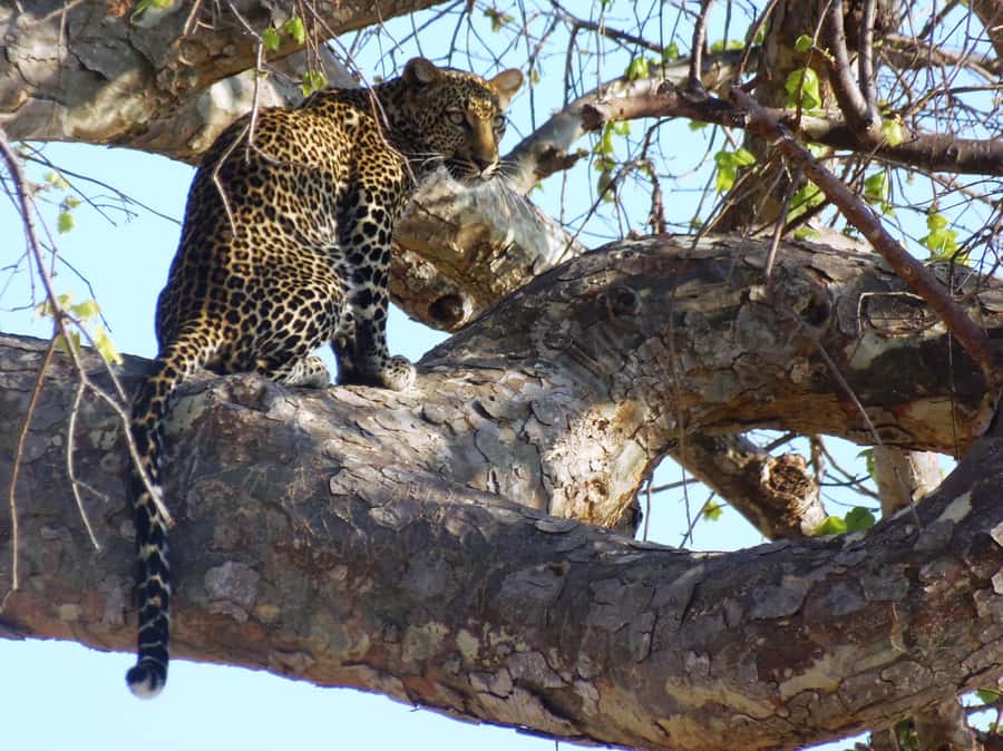 Dar es Salaam: Mikumi National Park Day Trip with Train Ride - Who should book this outing