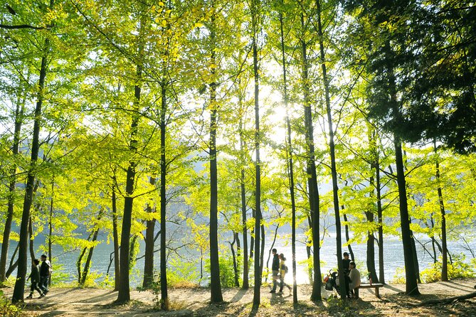 Day Trip to Nami Island with Rail bike and The Garden of Morning Calm - Price, transport, and what is included