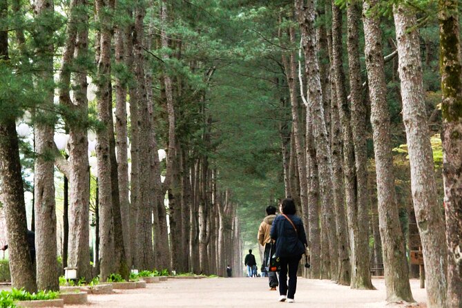 Day Trip to Nami Island with Rail bike and The Garden of Morning Calm - Nami Island, tree-lined roads and free time