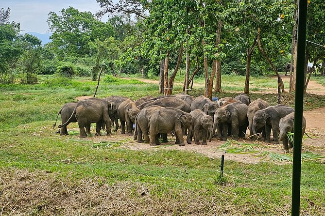 Ella Train Trip & Udawalawa Private Day Tour Bentota/Kosgoda - The Badulla to Ella train ride through tea country
