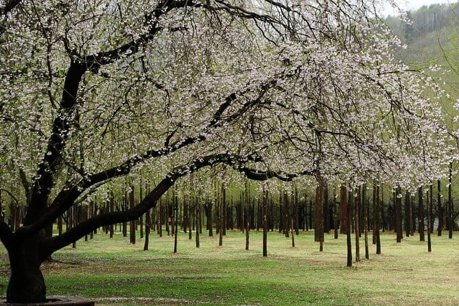 Eobi+Nami+Hanbok Tour with Rail Bike or Strawberry Option - What this winter day trip does well
