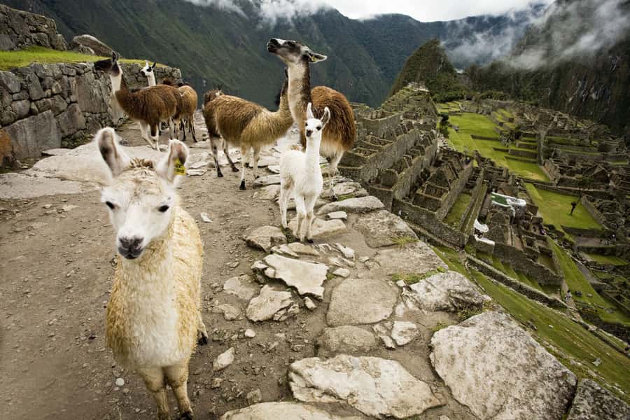 From Cusco: Machu Picchu Private Day Trip on Panoramic Train - Who should choose this trip?