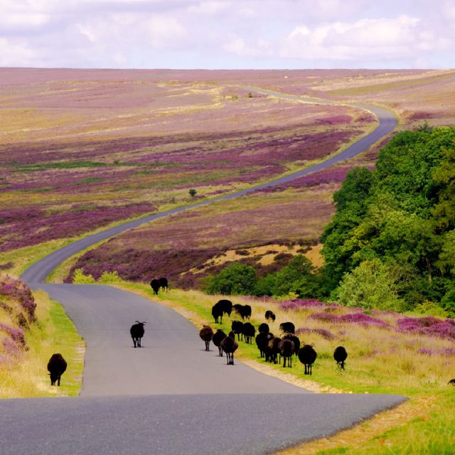 From London: The North York Moors with Steam Train to Whitby - Guide quality and group size