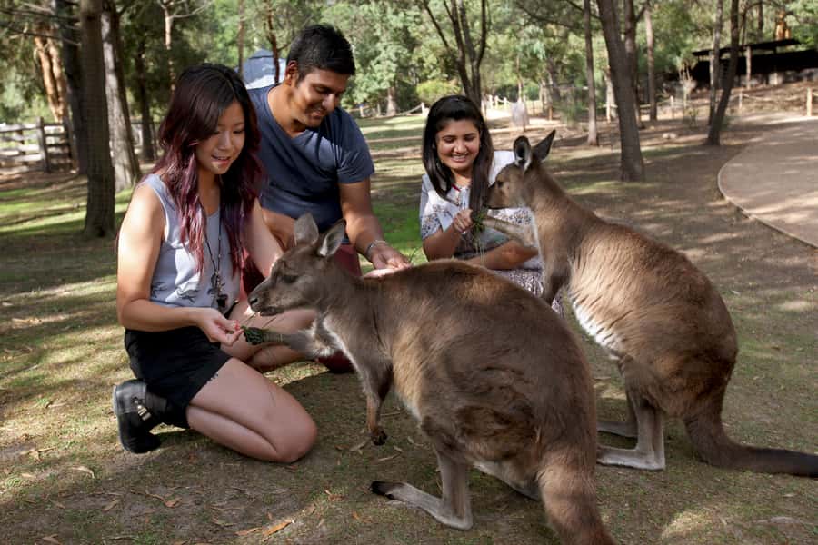 From Melbourne: Puffing Billy Steam Train & Wildlife Tour - Healesville Wildlife Sanctuary in two hours