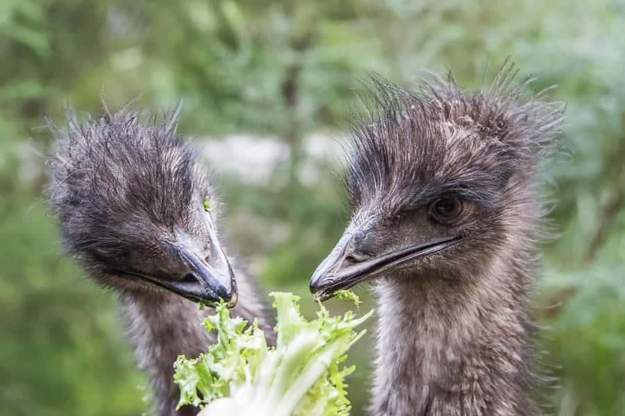 From Melbourne: Puffing Billy Steam Train & Wildlife Tour - Guide quality makes a real difference