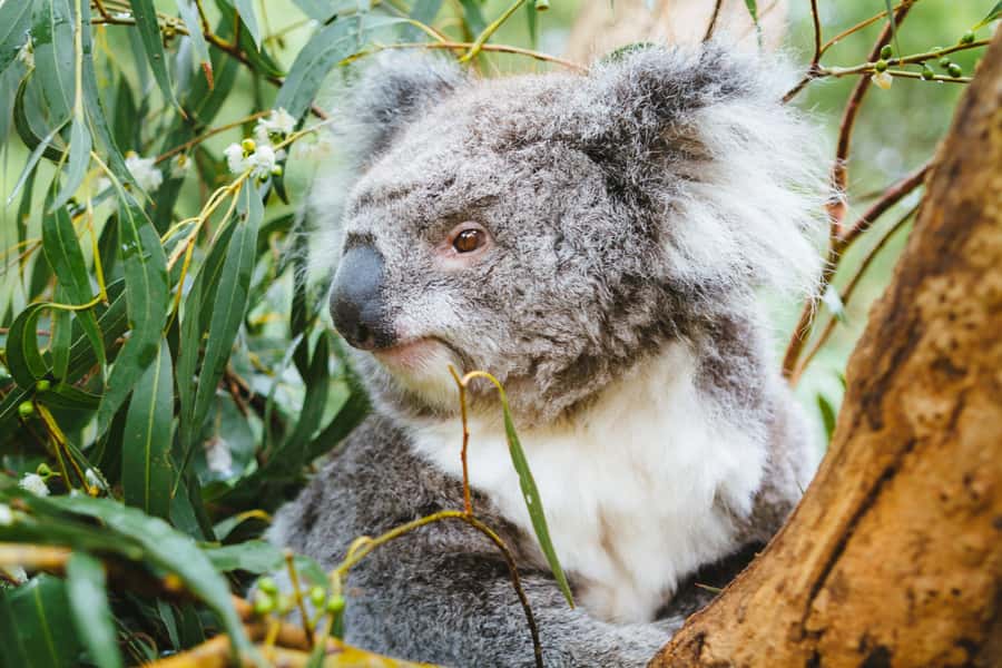 From Melbourne: Puffing Billy Steam Train & Wildlife Tour - Who should book this experience?
