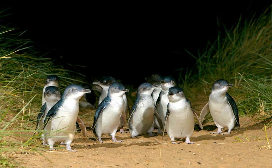From Melbourne: Puffing Billy Train & Penguin Wildlife Tour - Crossing to Phillip Island