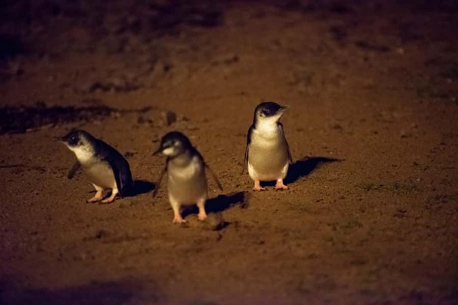 From Melbourne: Puffing Billy Train & Penguin Wildlife Tour - Watching little penguins come ashore